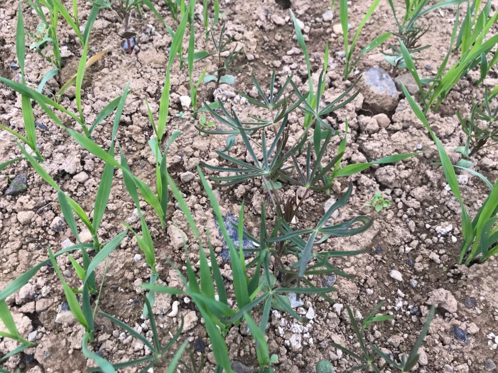 Oats and blue lupins on the Jacksons’ farm