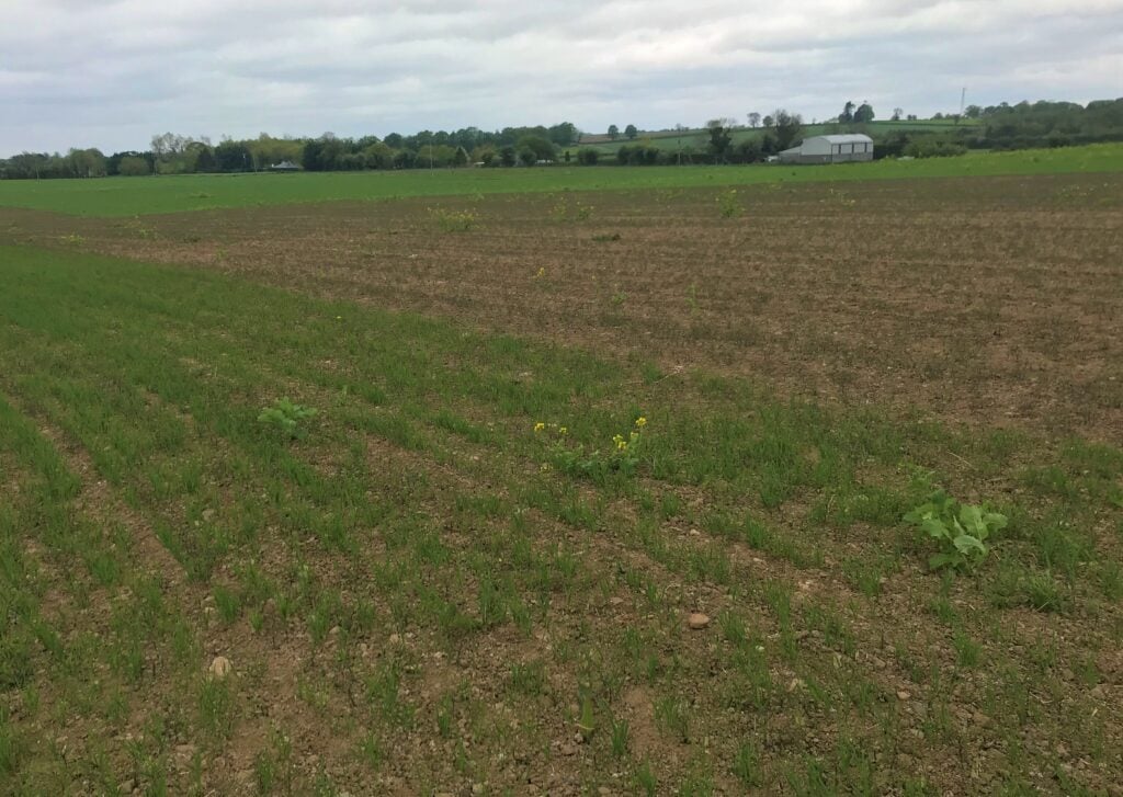A trial of oats planted with lupins and lupins on their own on the Jacksons’ farm