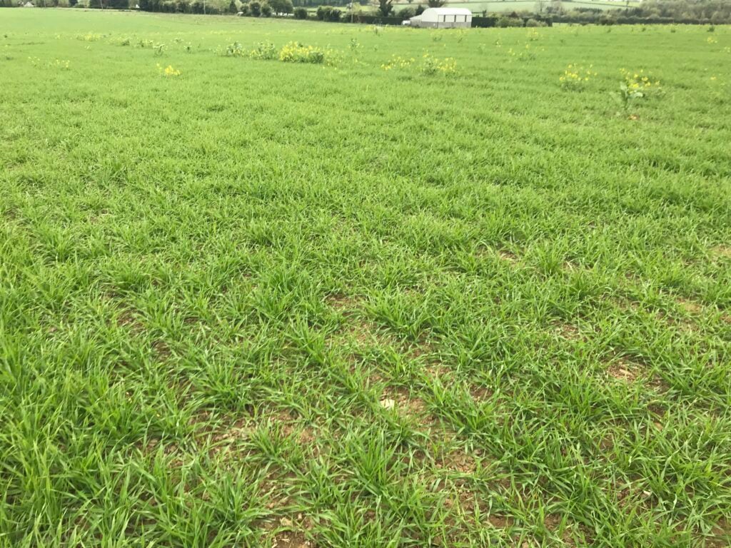 Volunteer rape could be seen in the spring barley