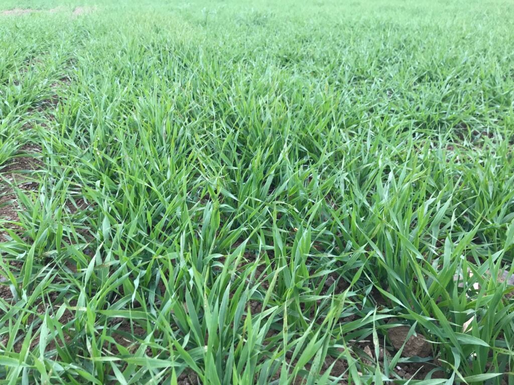 The spring barley crop was flying on May 8