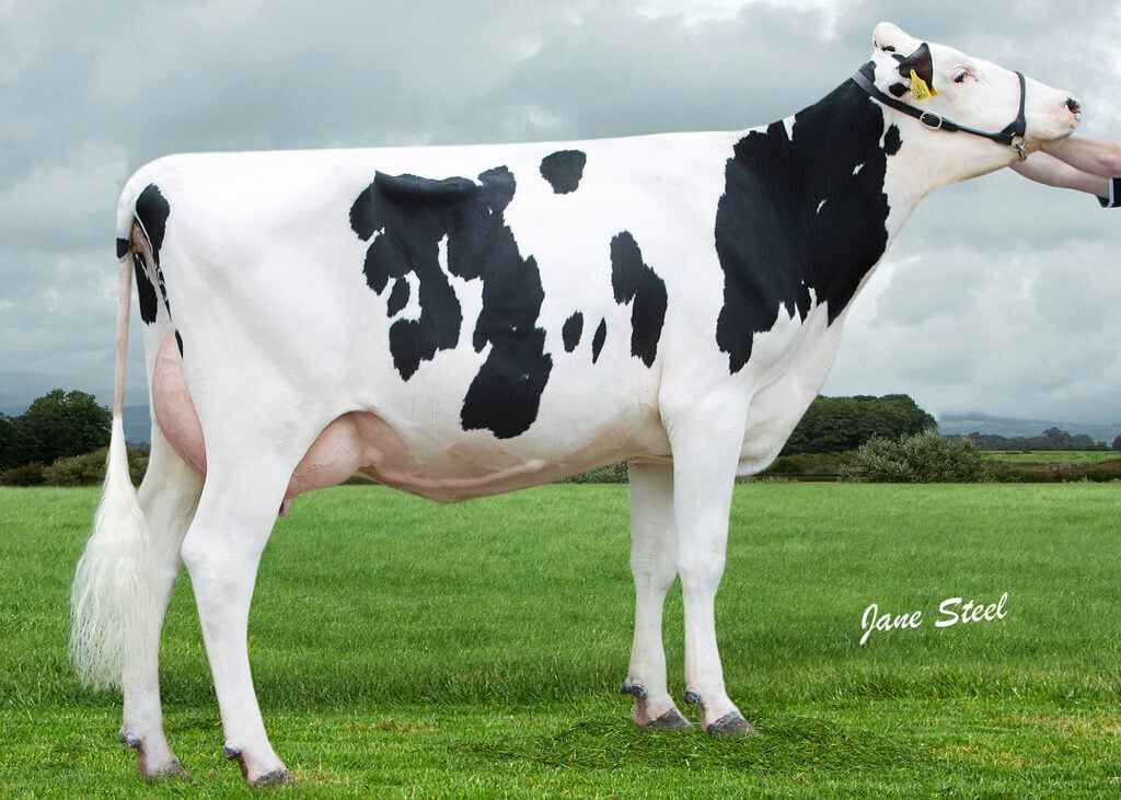 Moree Nadal Marq I VG87 – a two-year-old contracted to the Republic of Ireland and New Zealand for embryos is among the sale’s star lots