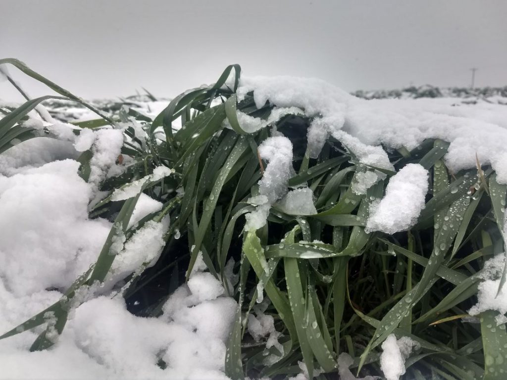 Wheat covered in snow in Nebraska, US, on May 21. Image source: Tyson Narjes