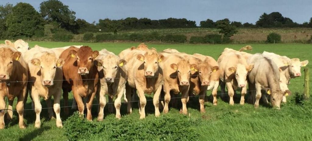 Image source: Country Crest Facebook page