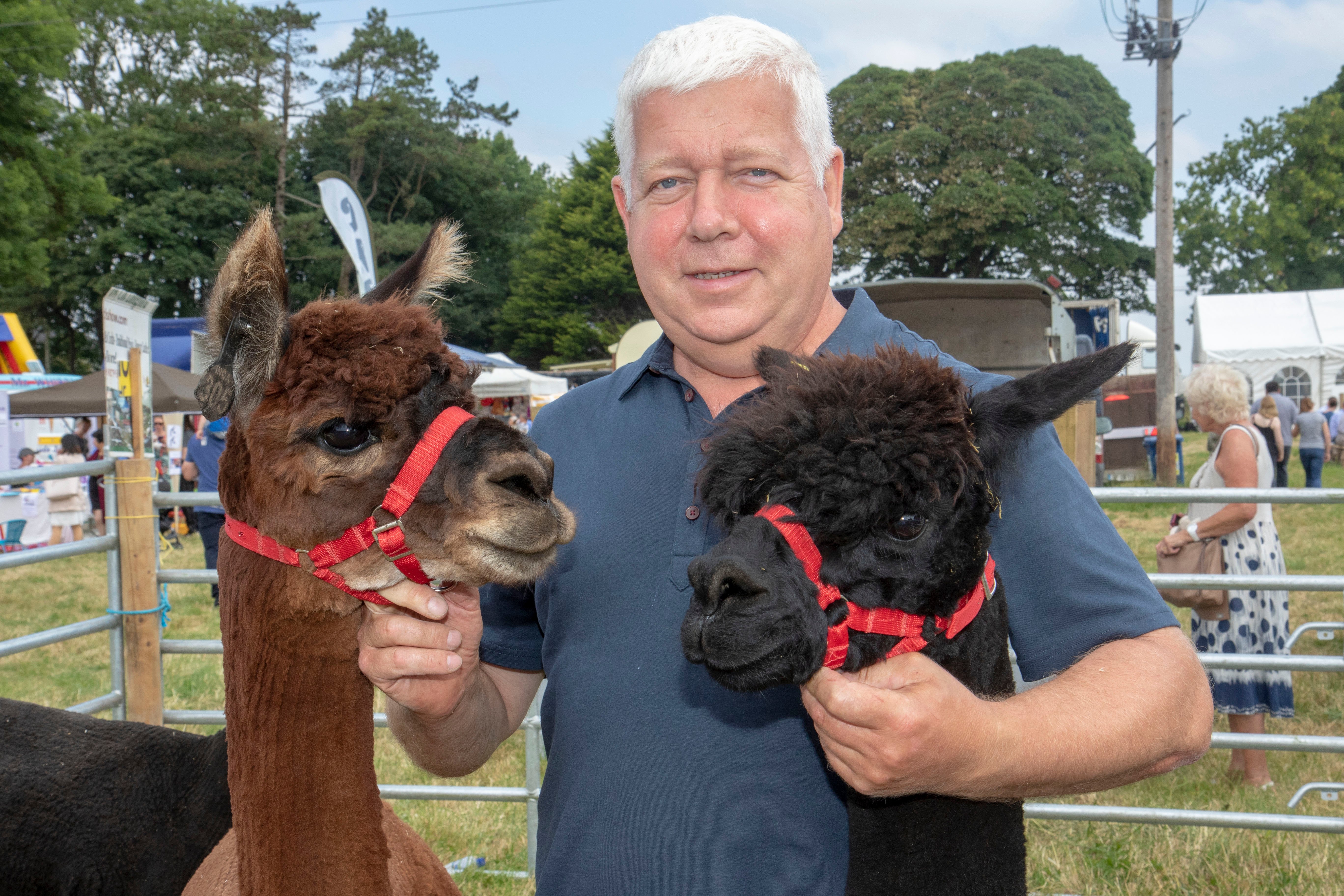 Paul O’Brennan with his alpacas Forest and Inka Harlicon. Image source: Michelle Ghee