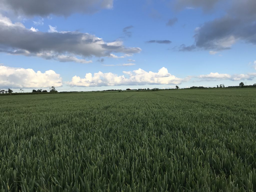 A crop of winter wheat direct-drilled on Swan’s farm