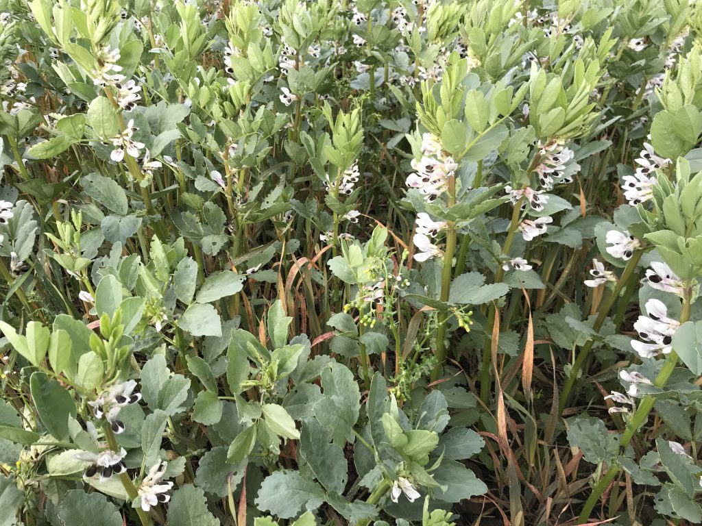 Spring beans were direct-drilled into a cover crop of oats
