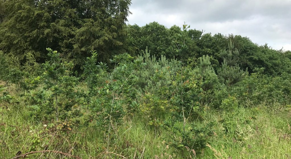 A separate plot of forestry on the farmer’s land which successfully established