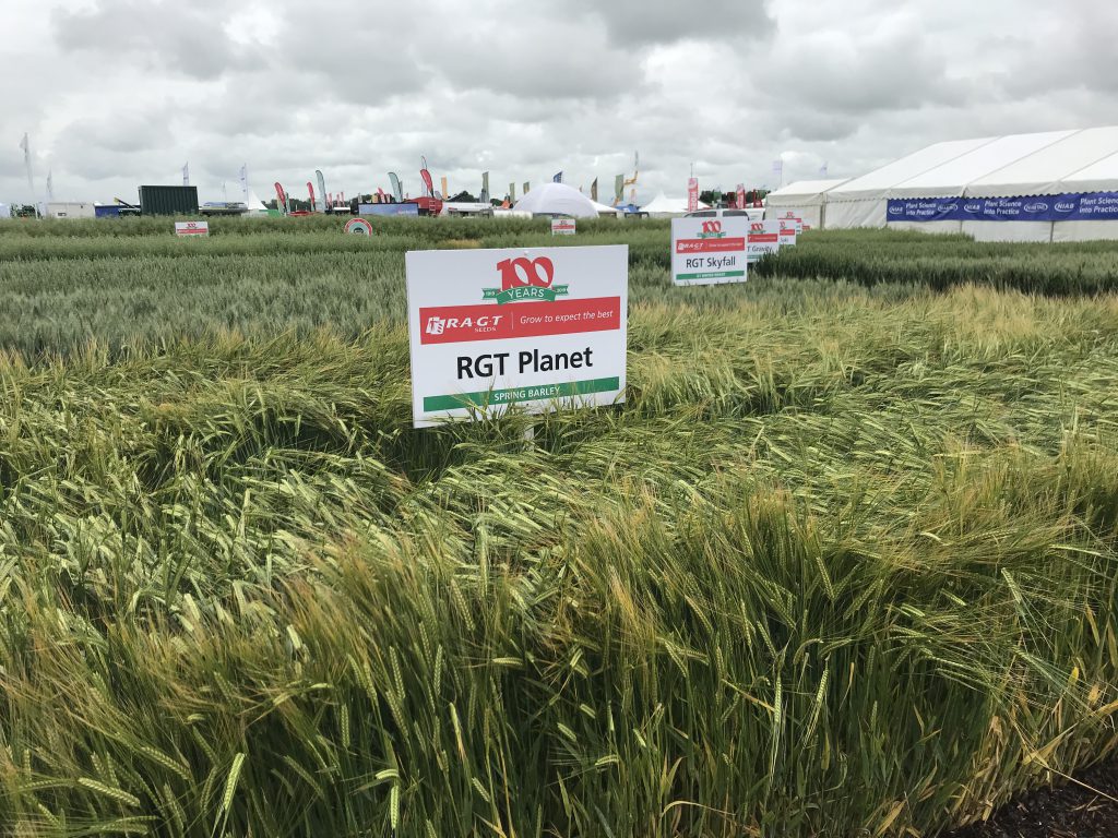 RGT Planet is the dominant variety on the Irish market at present