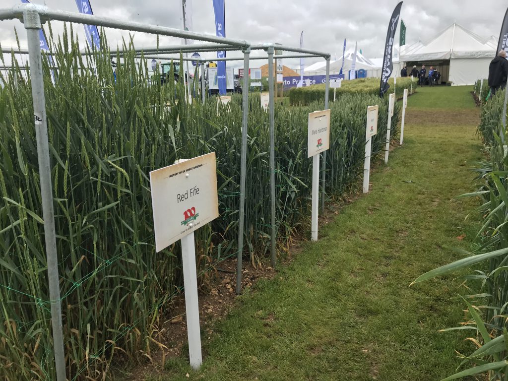 Red Fife was the oldest variety on the stand