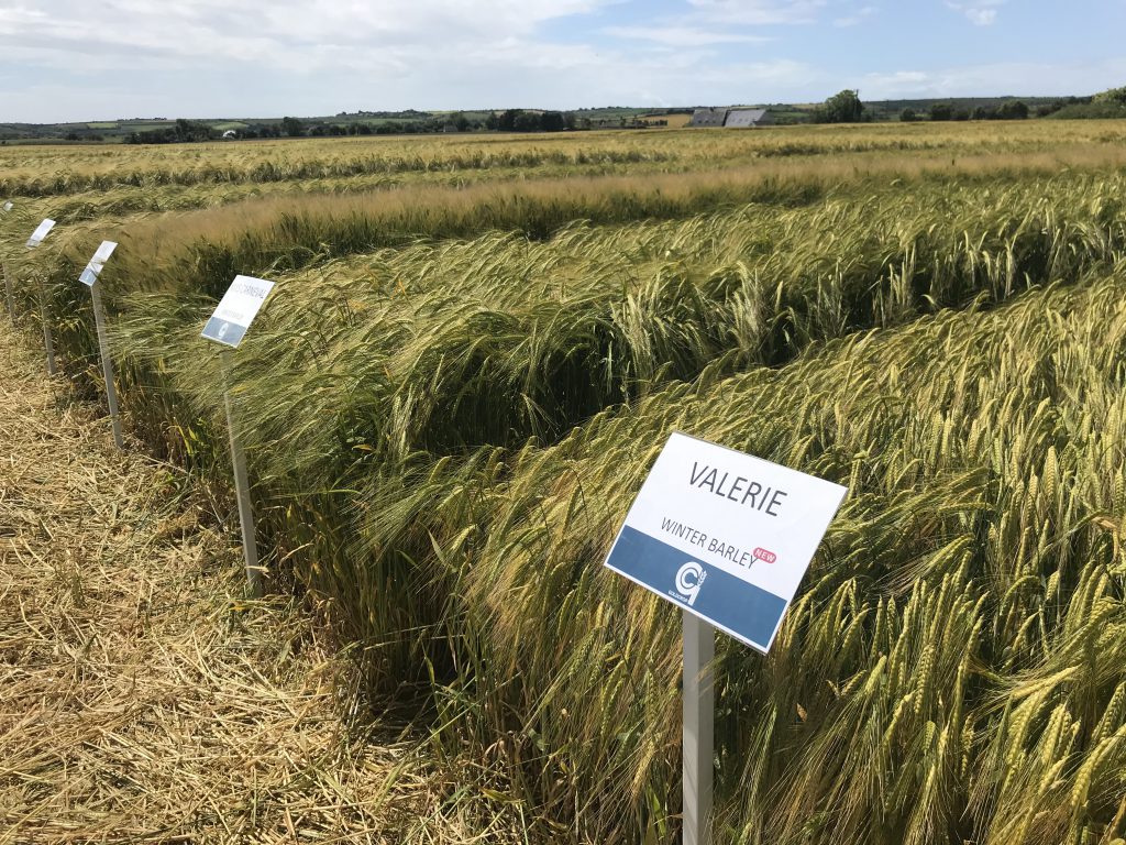 Some of the winter barley plots on display at the Goldcrop open day in Shanagarry, Co. Cork