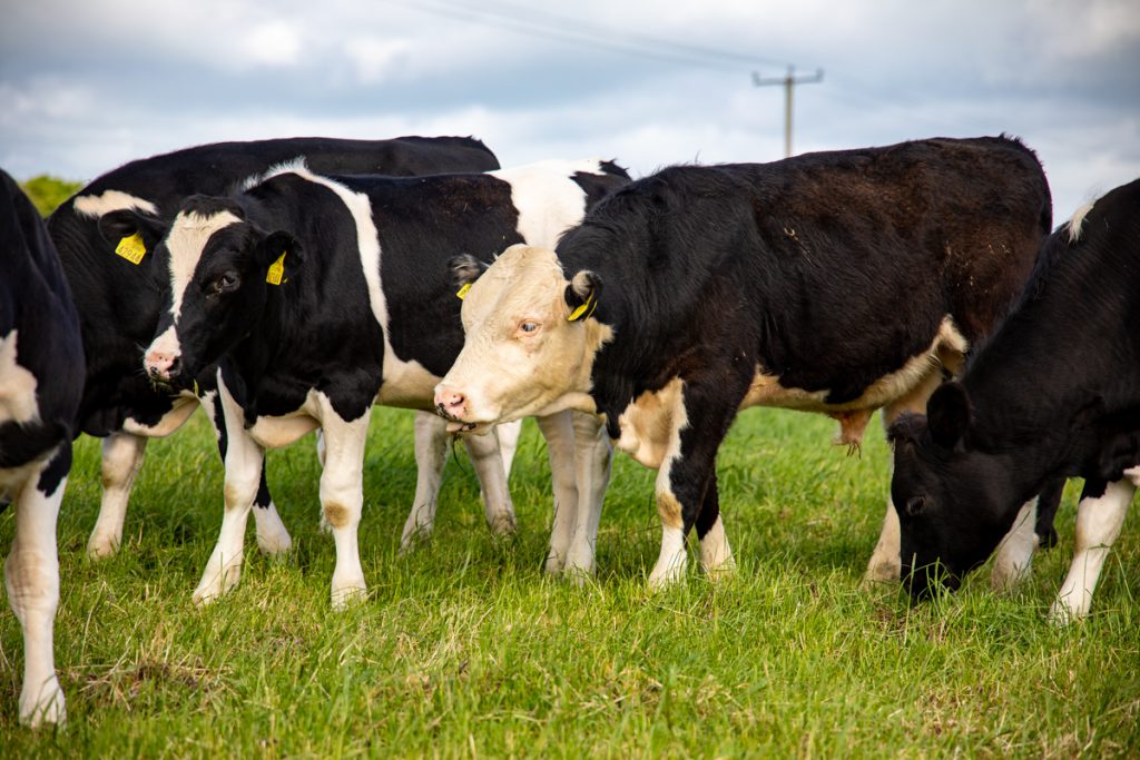 Autumn-born calves on Peter’s farm