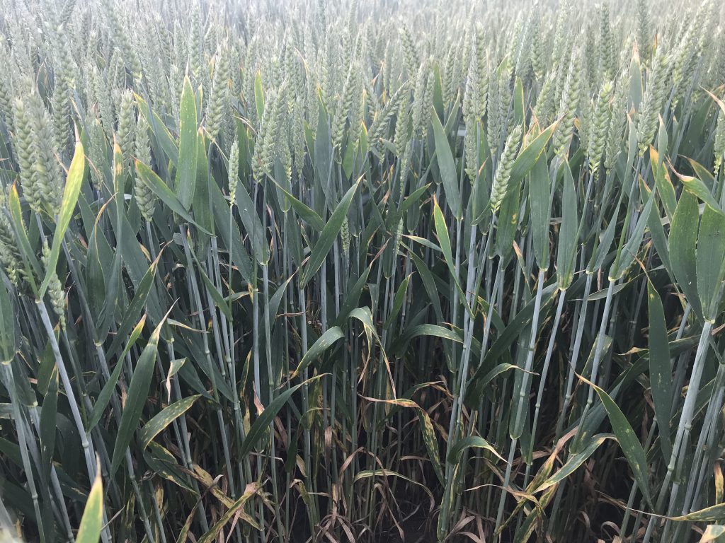 Untreated Password which which was planted on October 17