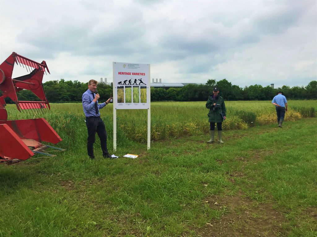 Cara MacAodháin in the heritage variety plots at the department’s trial site at Backweston Farm