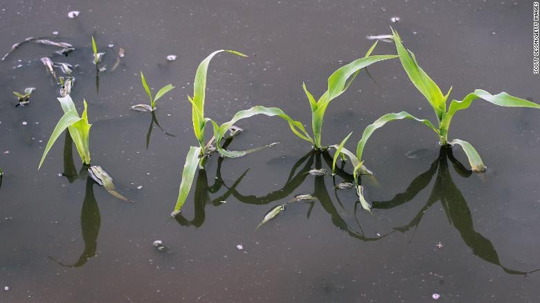 Corn growing in saturated fields. Image source: CNN