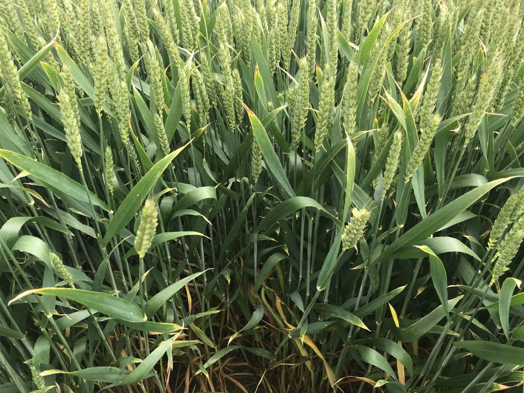 Treated KWS Scimitar sown on September 17