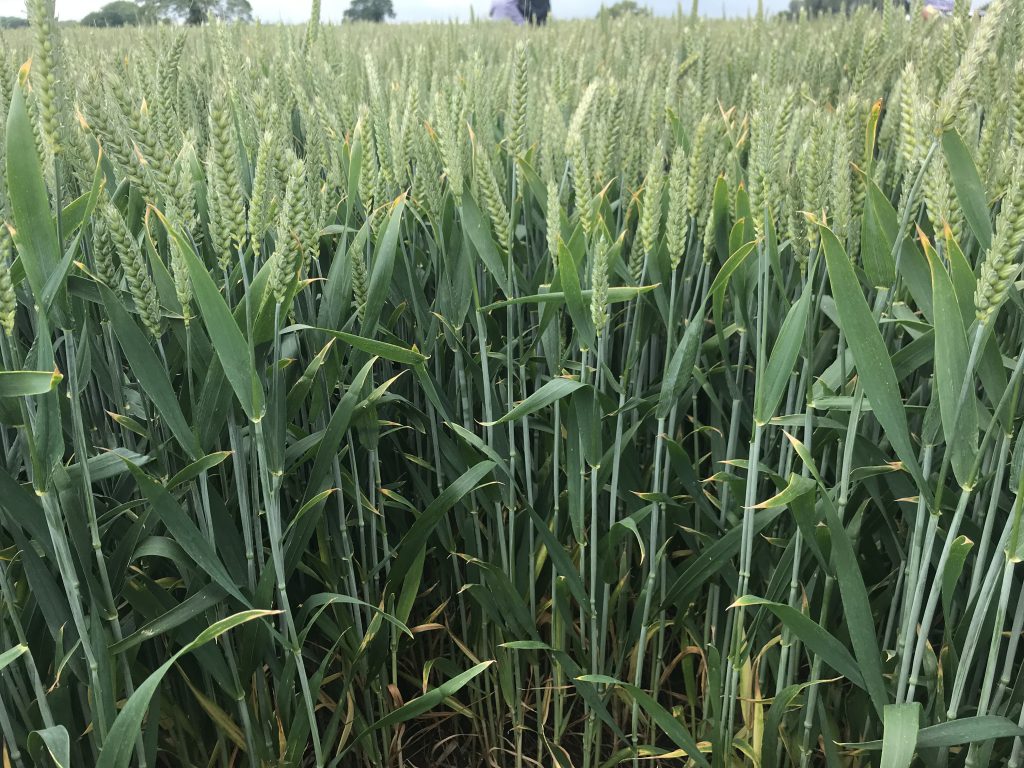 Treated Password sown on October 17