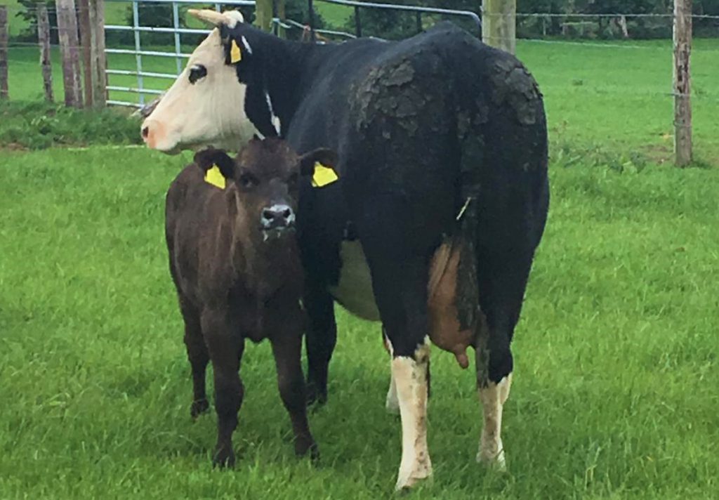 A Ginjo Hatshira K930 sired calf aged four weeks