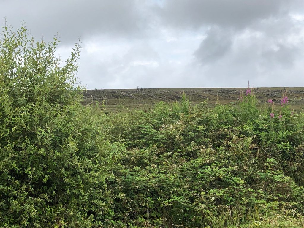 650ac of trees were felled to make way for the Derrybrien Wind Farm