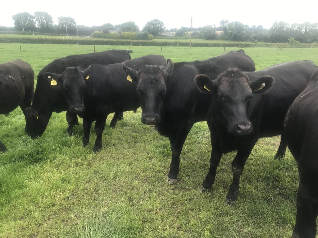 High-Index Aberdeen Angus yearlings