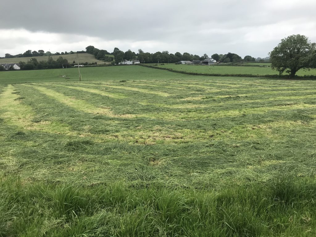 Strong paddocks mowed and taken out as surplus bales on Ciaran’s farm