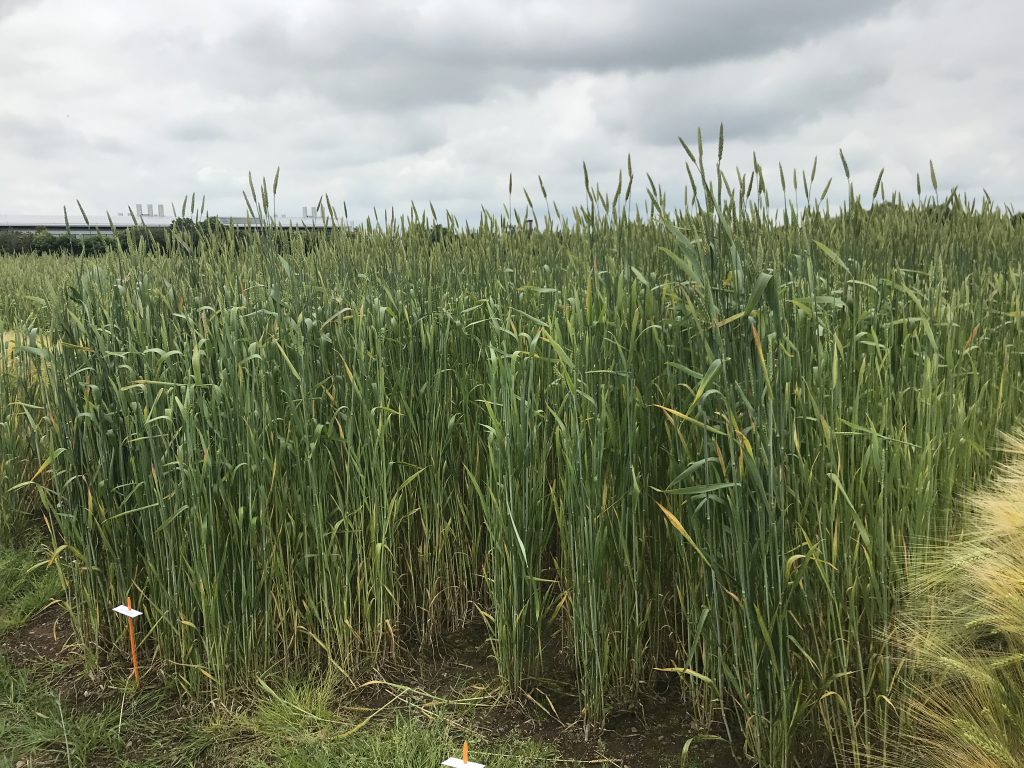Some of the heritage wheat varieties on display