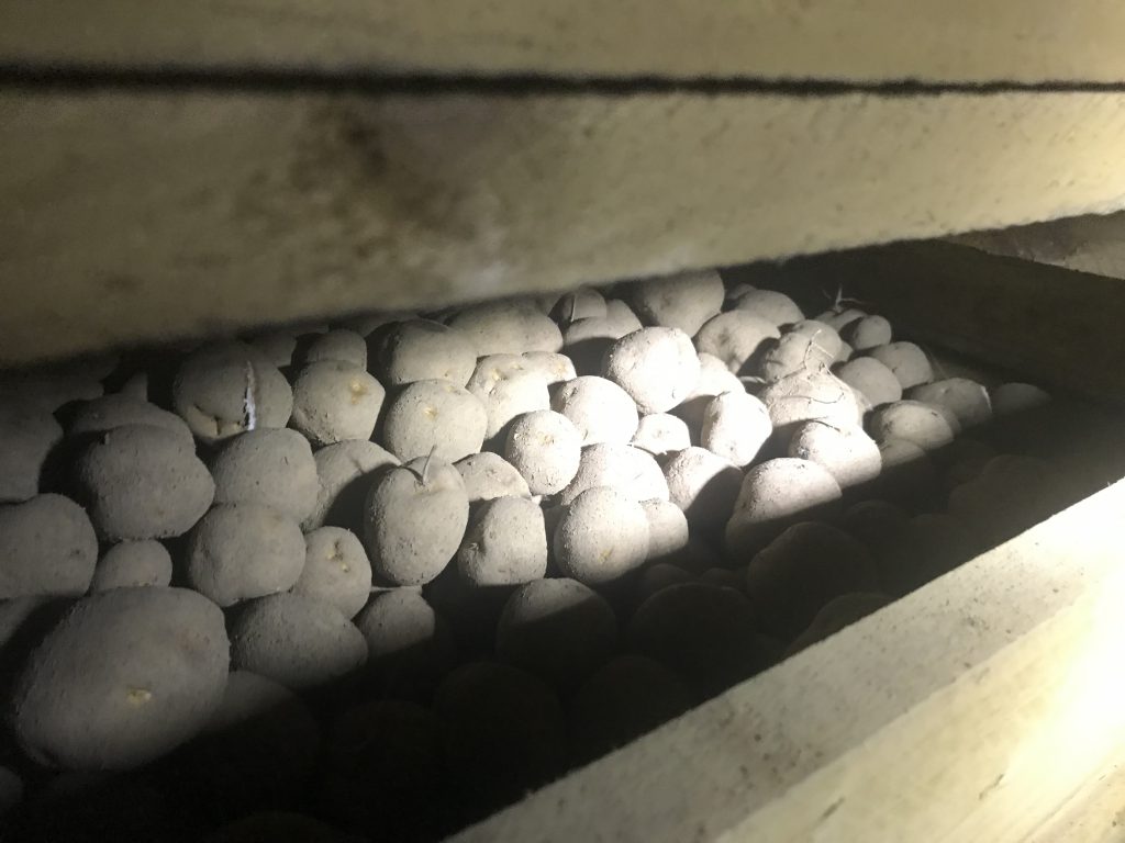 Sassy potatoes in storage on Broadleas Farm