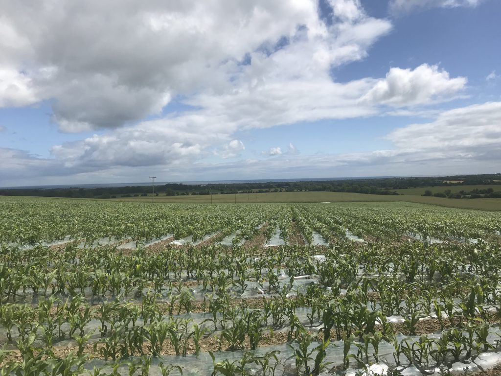 A maize crop destined for silage