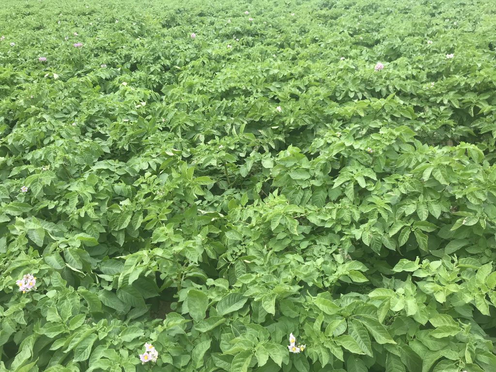 A crop of Lady Rosetta on Broadleas Farm