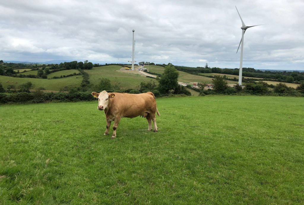 Grazing in the shadow of Kingscourt Wind Farm