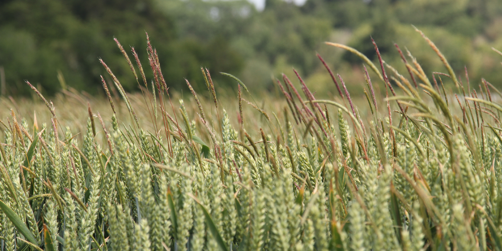 Blackgrass growing through a crop of wheat