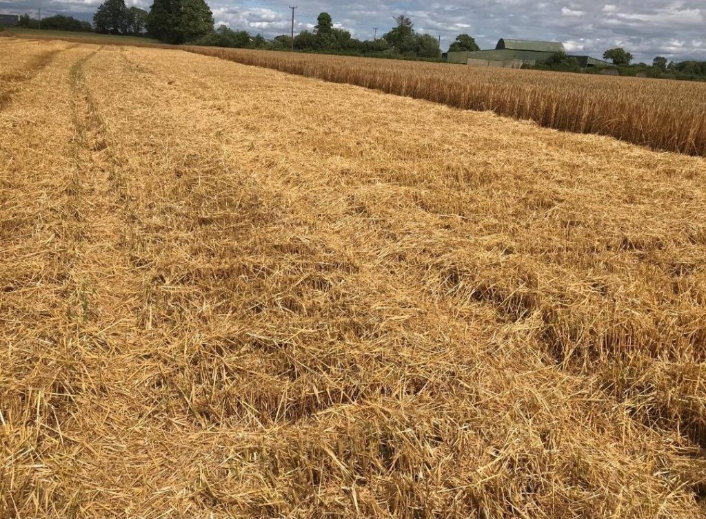 Bobby Miller took this shot of James Miller chopping the headlands of his winter barley crops