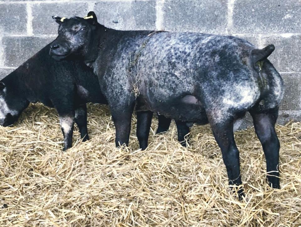 Blue Texel ram that made €1,200