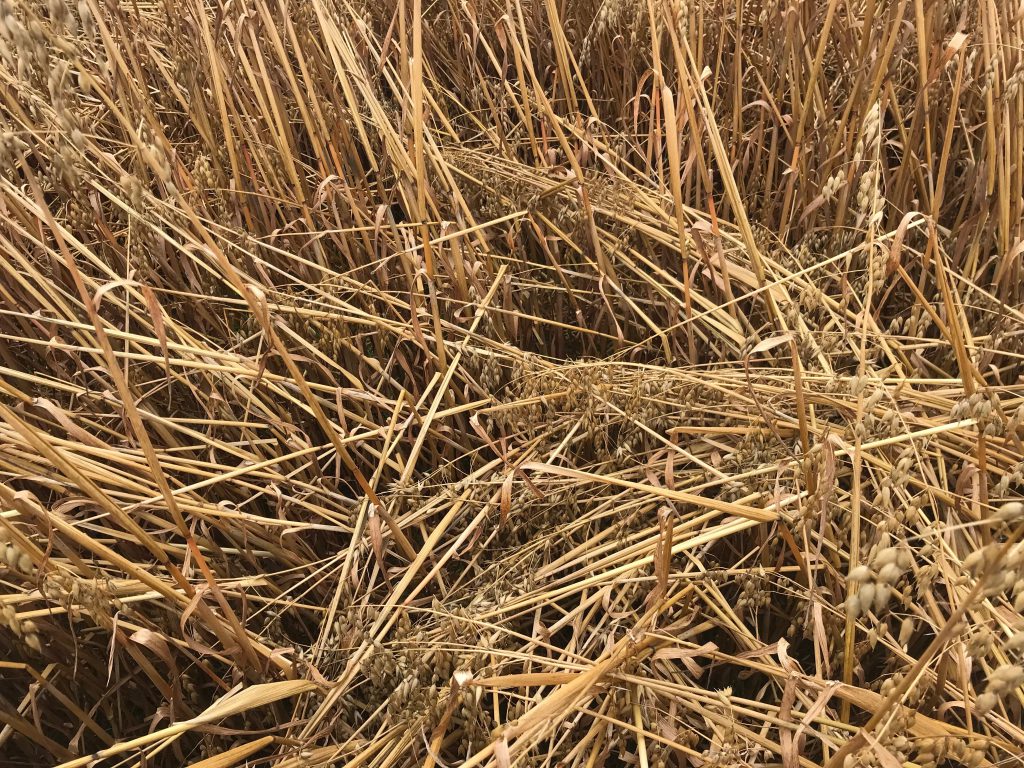 This crop of oats had fallen, but was not lying flat on the ground