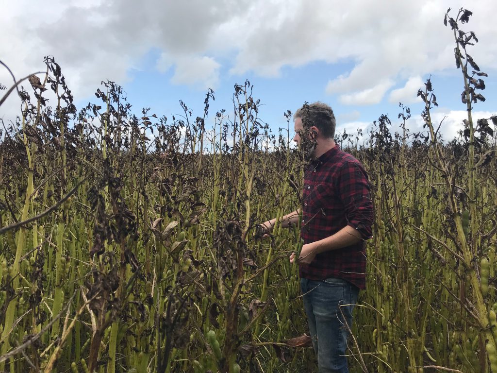 Clive in a field of winter beans which he think will be ready for harvest around September 10