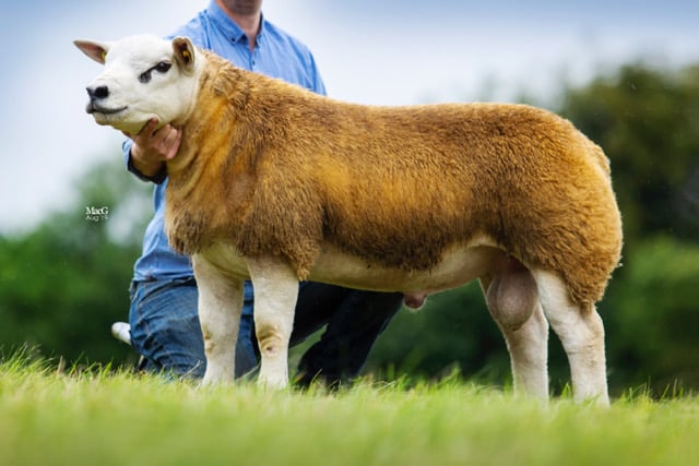 Image source: Irish Texel Sheep Society