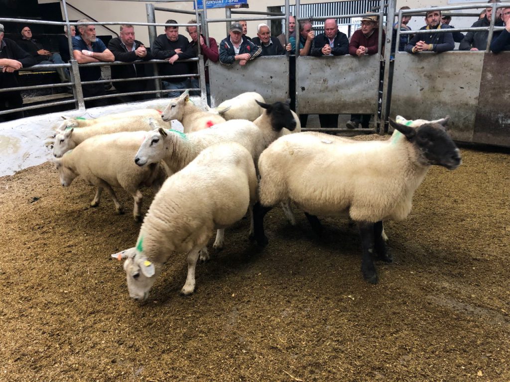 This pen of 10 cast ewes weighing 74kg sold for €90/head