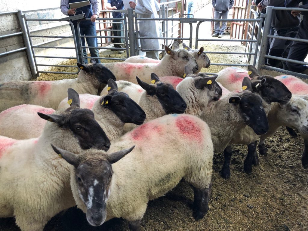 This pen of 12 hoggets sold for €180/head