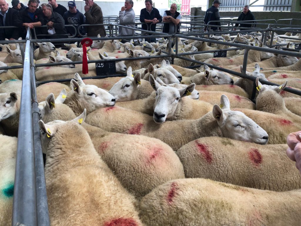 1st prize Cheviot ewe winners