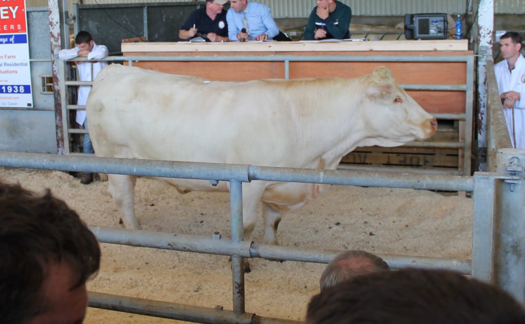 Lot 25: Skidoo96 Highlight 2 ET (in-calf to Jumper) sold for €9,800.