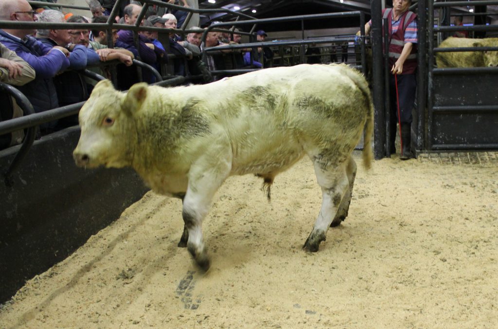 This 395kg, March-2019 born, Charolais bull made €1,015 or €2.57/kg