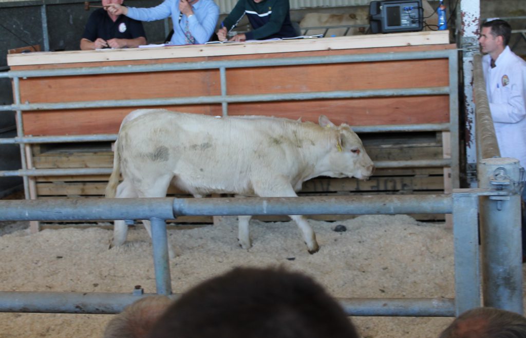Lot 33: Skidoo96 Patra. A heifer calf born in February 2019 - sired by Tombapik - sold for €3,100