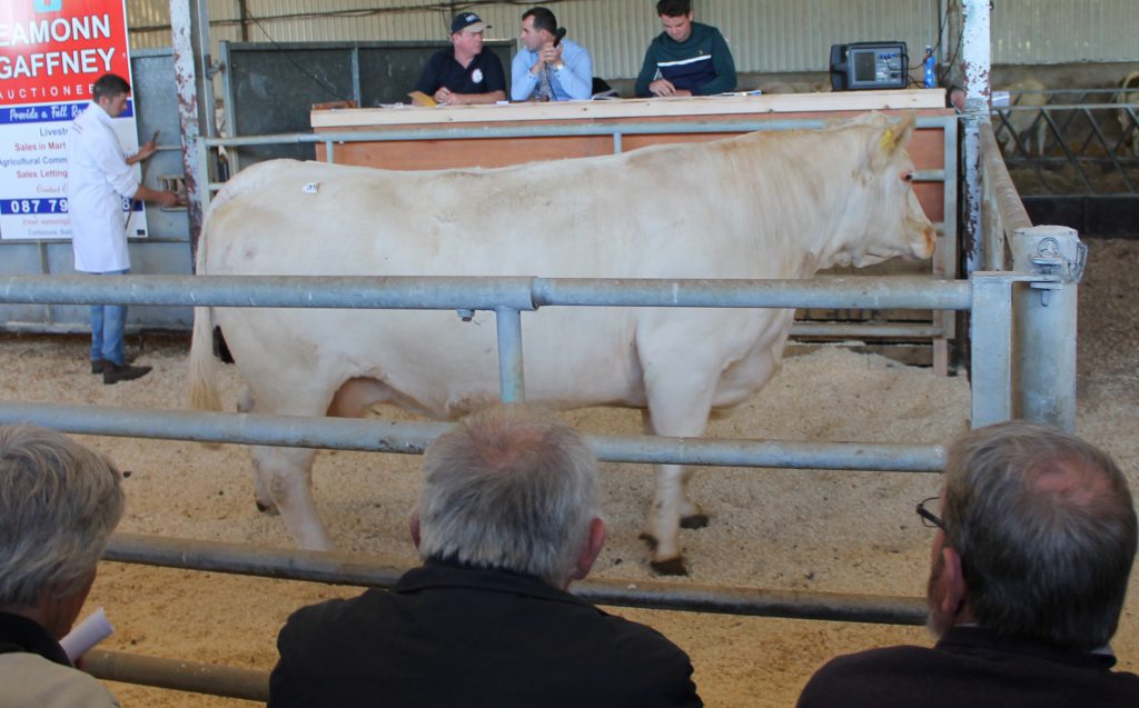 Lot 39: Skidoo Fiona - scanned in-calf to Farmleigh Ludovic - sold for €3,800