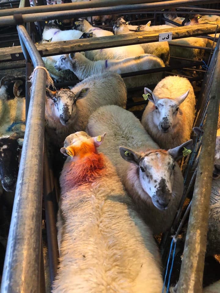 This pen of four ram lambs sold for 90/head