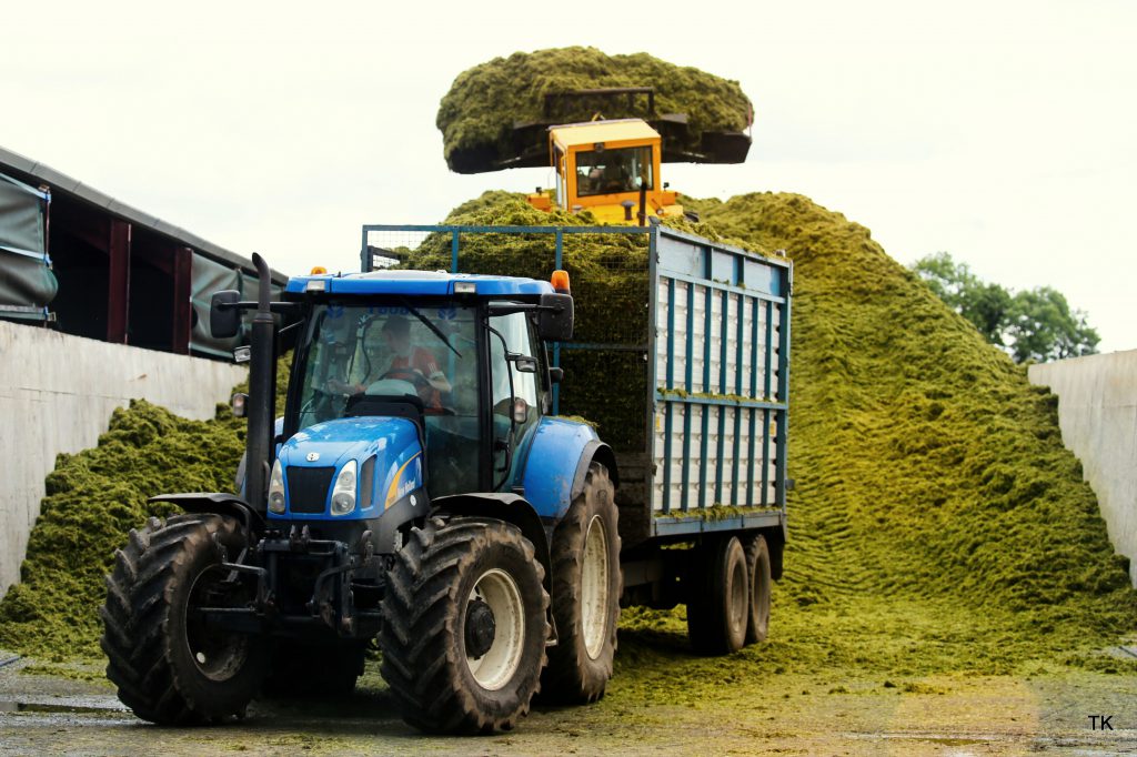 Image source: Tricia Kennedy