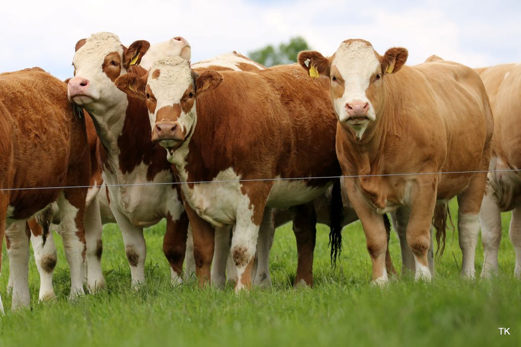 Image source: Tricia Kennedy