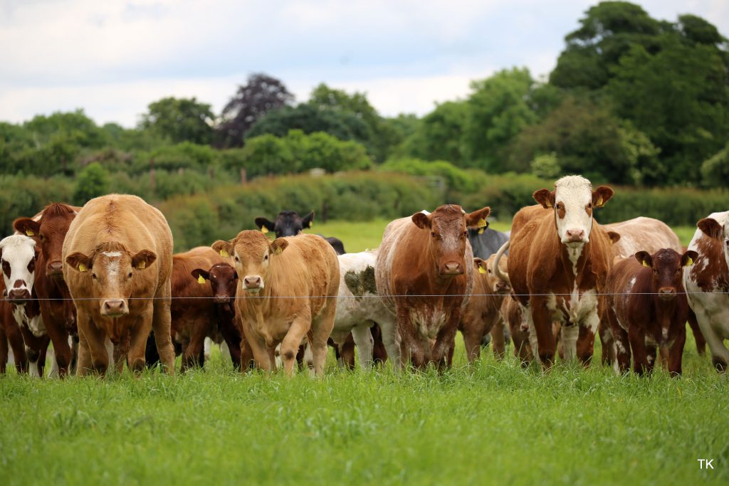 Image source: Tricia Kennedy