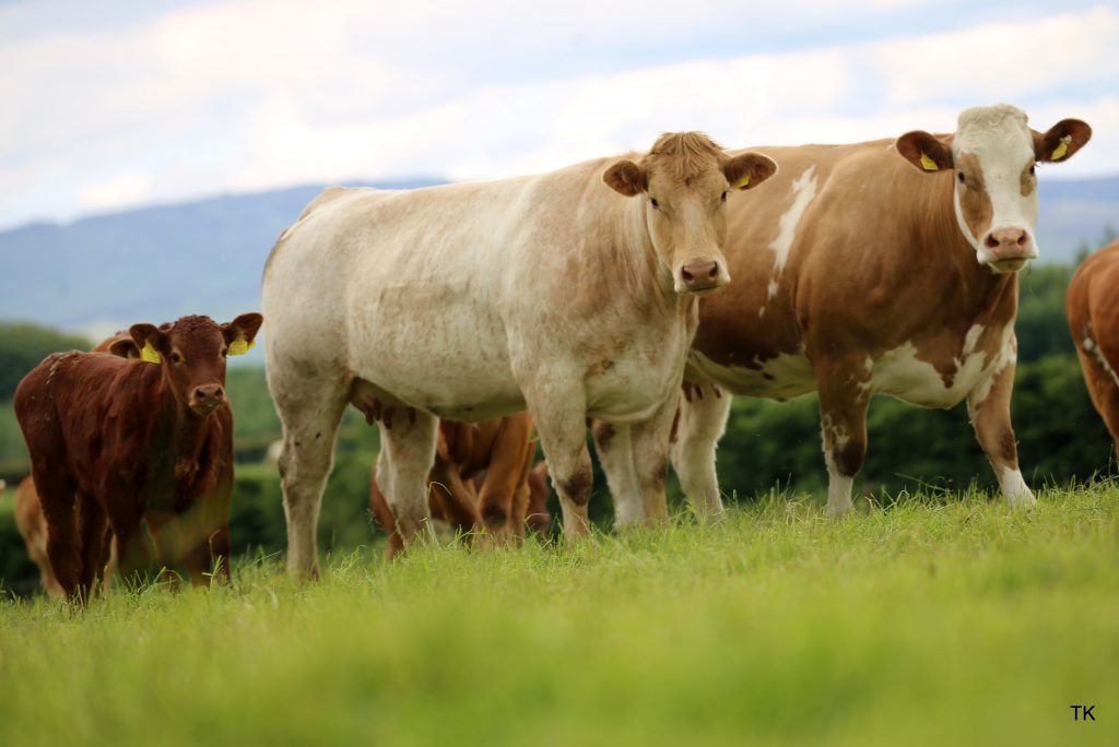 Image source: Tricia Kennedy