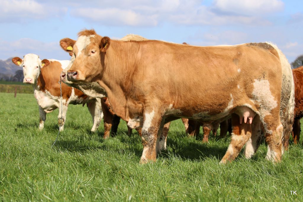 Image source: Tricia Kennedy