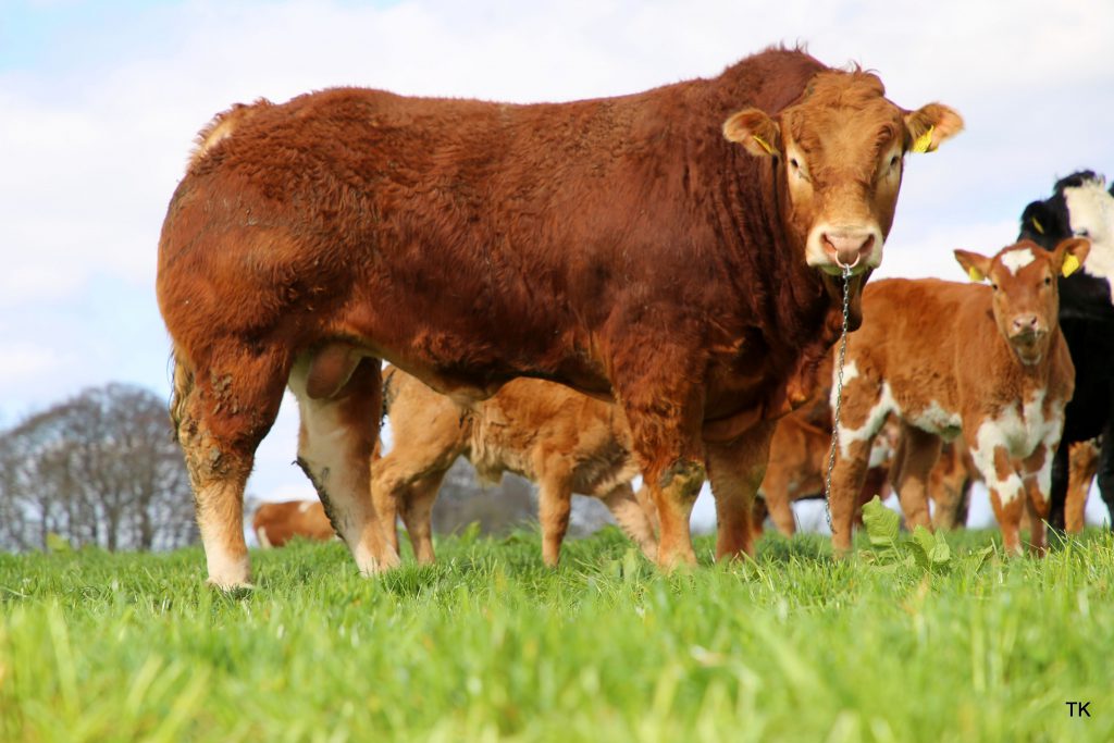 Image source: Tricia Kennedy