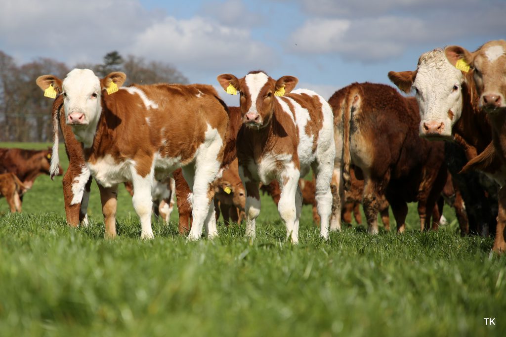 Image source: Tricia Kennedy